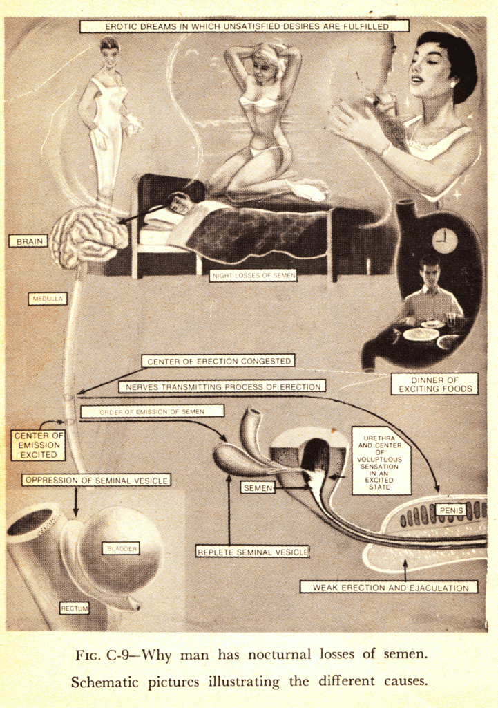 Why Man has nocturnal losses of seman